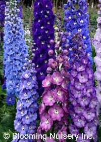 Delphinium elatum New Millennium Mix